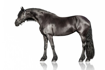 Black frisian horse exterior isolated on white background