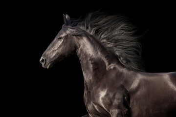 Naklejka na ściany i meble Beautiful Black frisian stallion portrait isolated on black background