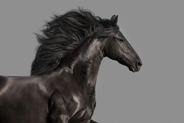 Fototapeta na wymiar Beautiful Black frisian stallion portrait isolated on gray background