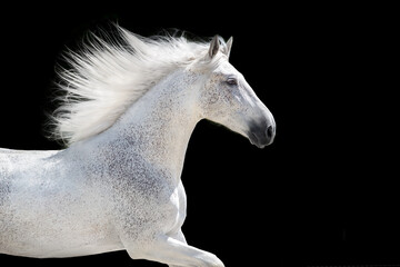 White Horse portrait with long mane on black background