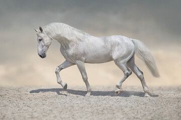 Beautiful white horse with long mane trotting in desert dust - obrazy, fototapety, plakaty