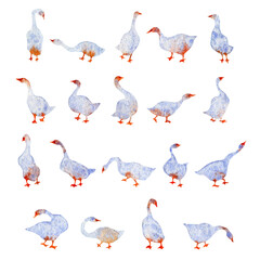 Obraz premium Watercolor hand drawn illustration of geese swan nibbles the grass isolated on the white background. Colorful set for fabric, gift wrapping paper, scrapbooking. Design for kids.