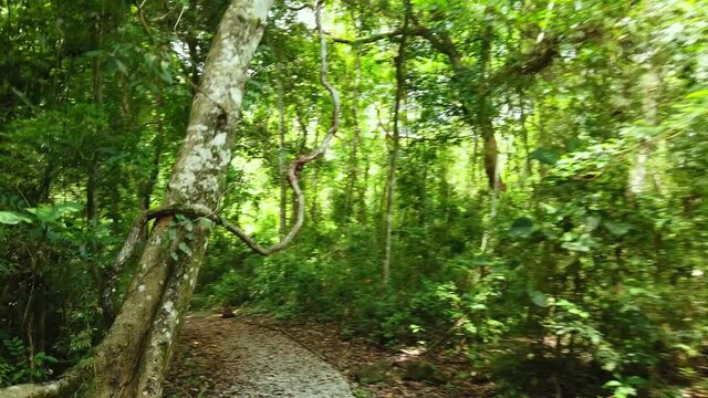 Exploring lush jungles.  Travel lifestyle.  Tropical jungle hike through the rainforest.