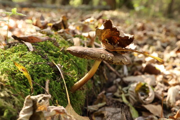 Pluteus cervinus in the autumn forest 