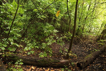 Fototapeta premium Wild autumn forest, it's raining