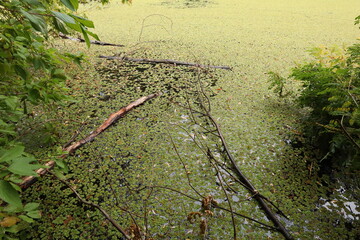 Green river in the wild forest, the river is overgrown