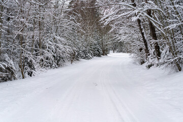 road in winter forest