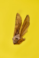 the moth is isolated on a yellow background