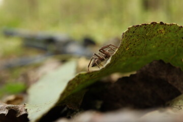 Lycosidae on the leaf in the autumn forest 