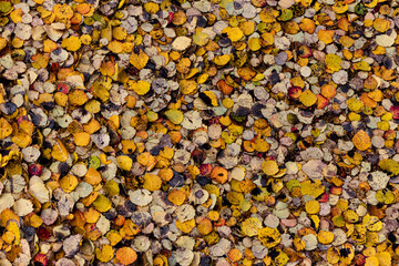 Autumn landscape. Background, texture of bright colors of autumn leaves. Colorful mood.