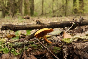 Gymnopilus sapineus In the autumn forest 