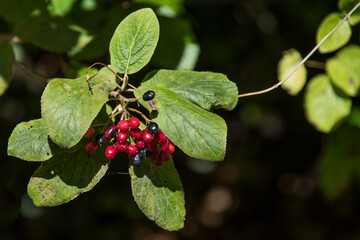 Red and black berberis in the forest