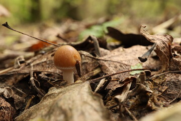 Small mushroom Psathyrella spadiceogrisea in the autumn forest with dry leaves 