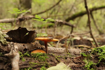 Flammulina velutipes in the October forest