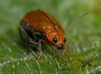 small red insect on a leaf in a garden