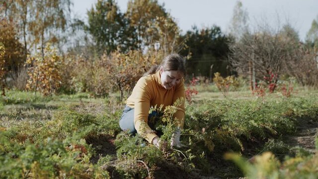 Woman sits near vegetable patch on sunny day in garden. Farmer pulls on green tops, tries to pull out carrots. Twigs break off, girl smiles, throws out tops. Person pulls out carrot, examines it.