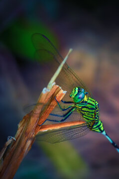 dragonfly on a branch