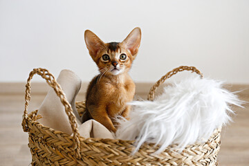 Studio shot of small cute abyssinian kitten sitting in the basket at home, white wall background. Young beautiful purebred short haired kitty. Close up, copy space.