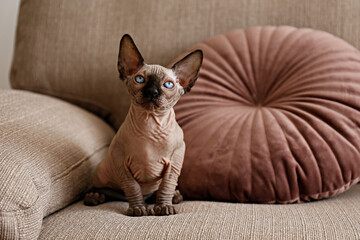 Two month old Canadian sphynx cat sitting on a couch. Beautiful purebred hairless kitten with blue...