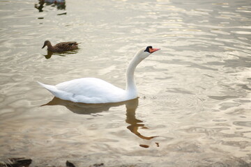 duck and swan in the lake