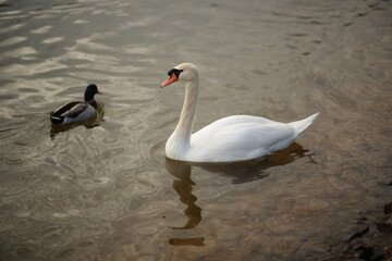 duck and swan in the lake