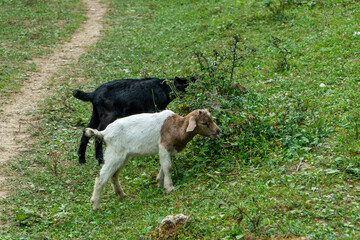 Naklejka na ściany i meble Goats are grazing on the grass