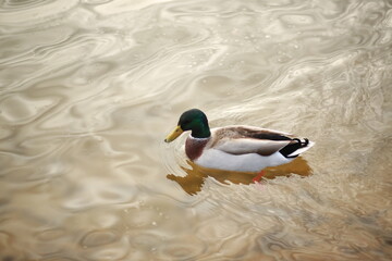 Obraz premium ducks on the water