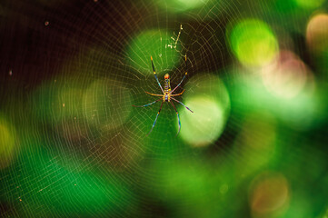 spider on the web