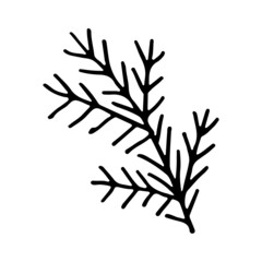 Doodle spruce tree branch line art. Forest nature. Hand drawn vector illustration. Christmas winter graphics simple sketch. Isolated design element.