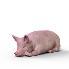 3D rendering of a pig lying on the ground solated on a white background.