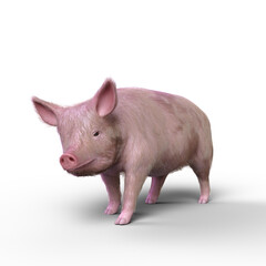 3D rendering of a pig walking isolated on a white background.