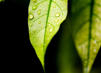 water drops on leaf  black  background