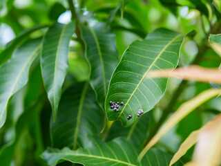 Black aphid or plant louse on green mango leaf in garden nature background. Concept of agriculture, farm, organic plant.