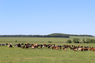 cows on a pasture