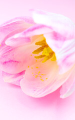 Obraz na płótnie Canvas Pink tulip on the pink background. Congratulation postcard for mother's day or international women's day. Minimalism, beautiful natural phone vertical wallpaper. Spring flowers.