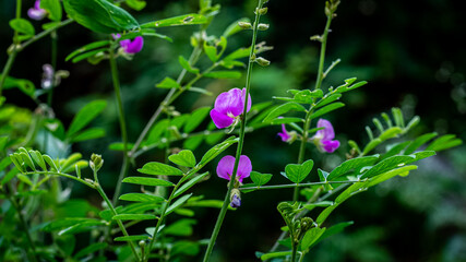 Amazing image of Tephrosia purpurea plant flower in India