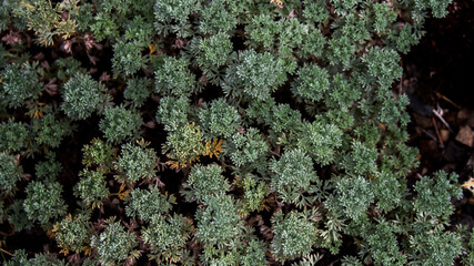 Blossoming of moos. Green nature background.
