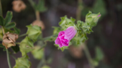 Bud of Malva moschata. Pink flowers. Honey plants. (selective focus)