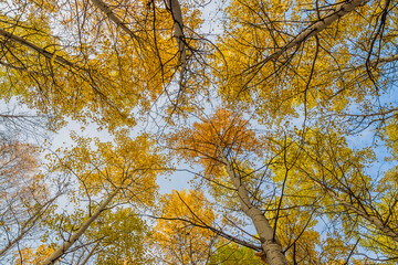 Bottom view of the tops of autumn trees. Trunks and branches of trees with yellow foliage. Autumn mood.