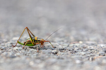 grasshopper on the ground