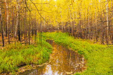 Autumn forest, yellow foliage on the trees. Forest stream among thickets of grass. A wonderful view of wildlife.