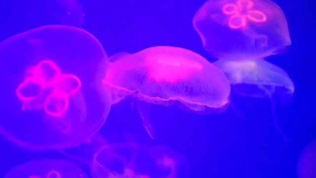 Shiny vibrant fluorescent jellyfish glow underwater, dark neon dynamic pulsating ultraviolet blurred background. Fantasy hypnotic mystic pcychedelic dance.