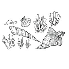 Shells, mollusk, punished. Seaweed. Hand-drawn graphics, water world, wildlife. Background for children and adults. For painting, textiles, design, coloring, print. Stock illustration. Isolate.