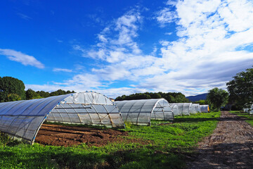Pvc tunnels in a row for biological cultivation of winter vegetables. Autumn in Lombardy, Italy.