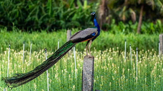 Amazing Peacock