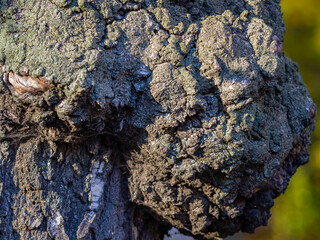 growth on wood, woody texture, chaga