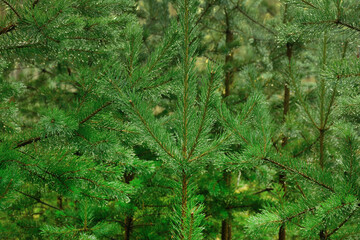 Background of pine, coniferous branches and needles, close-up