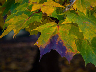 golden autumn, yellow foliage, autumn forest, autumn trees, urban