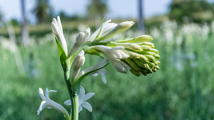 White tuberose (sampangi) flower in nature background