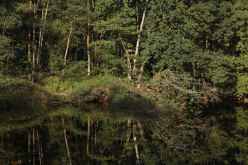 Fototapeta premium A forest with reflection in the water of a pond